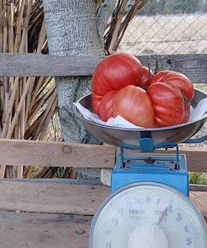 Osmaniye'de ata tohumundan 2 kiloluk dev domates yetiştirdi