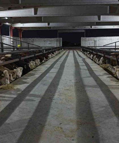 Şanlıurfa kırmızı et üretim merkezi oluyor