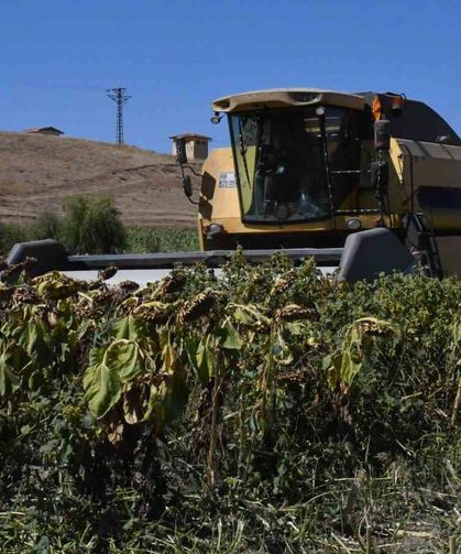 Sarı devler ayçiçeği tarlalarında: Günler süren hasat saatlere indi