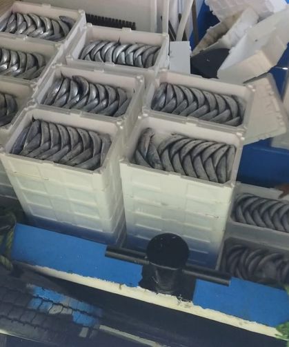 Sezonun ilk gününde avlanan palamutlar İnebolu Limanı'na geldi