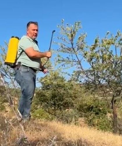 Tarla boş kalmasın diye diktiği badem ağaçlarından ilk kez verim aldı