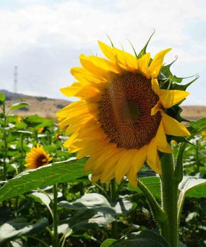 Tarlalar ikinci kez sarıya büründü: Ayçiçeğinin ikinci baharı