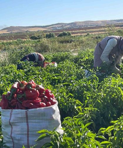 Tarlalardan sofralara acı yolculuk başladı