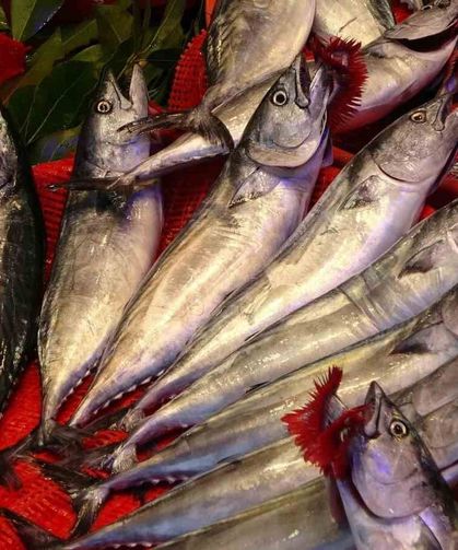 Trabzon'da palamut bereketi: 1 Eylül'den bu yana bin 300 ton palamut avlandı