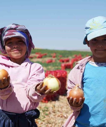Türkiye'nin soğan ihtiyacını karşılayan tarlalar kırmızıya büründü: Başkent'te 300 kişilik mesai başladı