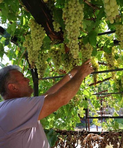 Üzüm tutkusu 650 çeşitlik koleksiyona dönüştü