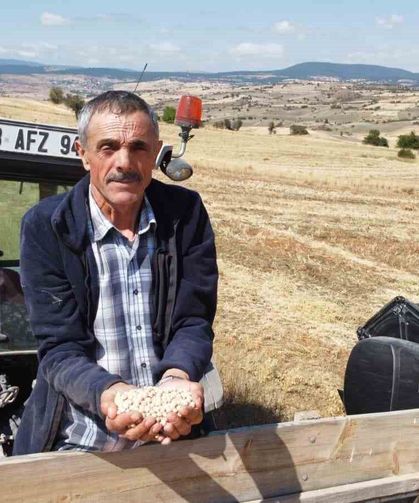 Yerli nohut çeşidinde hasat zinciri büyüyor