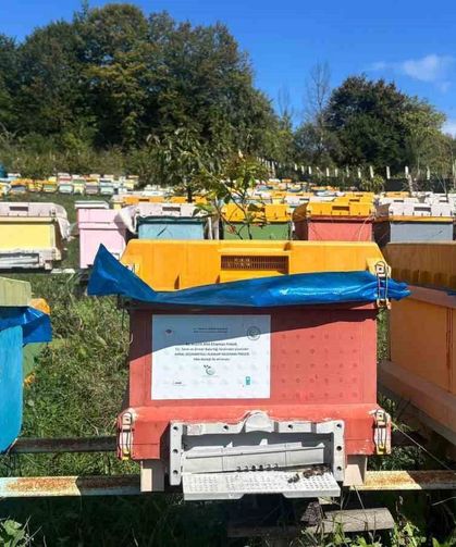 40 kovanla başlayan yolculuk profesyonel arıcılığa dönüştü