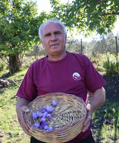Adana'da safran hasadı başladı: Gramı 900 TL