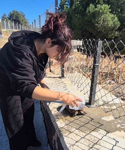 Alevlerin arasından kurtarılan kaplumbağaya vatandaş sahip çıktı