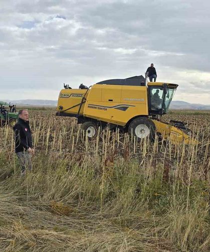 Bulanık'ta çerezlik ayçiçeği hasadı yapıldı