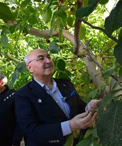 Çameli ceviz üretiminde Türkiye'de ilk sırayı hedefliyor
