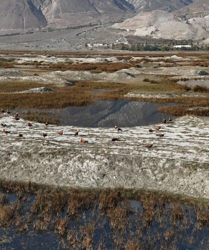 Erzincan'da Kuş Cenneti'nde göç öncesi son görüntüler