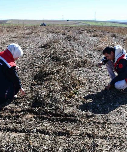 Fasulye hasadında saha kontrolleri yapıldı