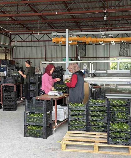 Gazipaşa avokadosu Gürcistan yolcusu