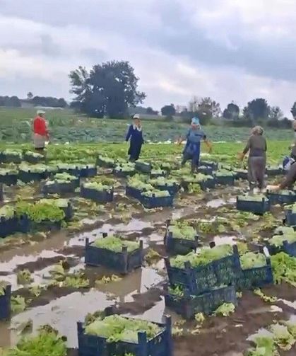 Göle dönen tarlalarda üreticiler mahsulleri kurtarmak için zamana karşı yarışıyor