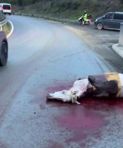 İstanbul'da korkunç kaza: Atın kopan bacağı otomobile saplandı
