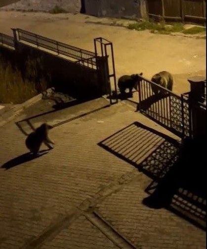 Kars'ta vatandaşın ayıya ile güldüren tepkisi: 'Ne buldun da yiyorsun'