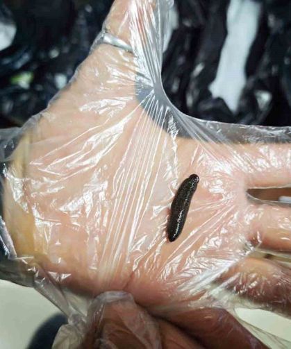 Kayseri'de yasa dışı yollarla ülkeye sokulmak istenen 25 bin adet canlı sülük ele geçirildi