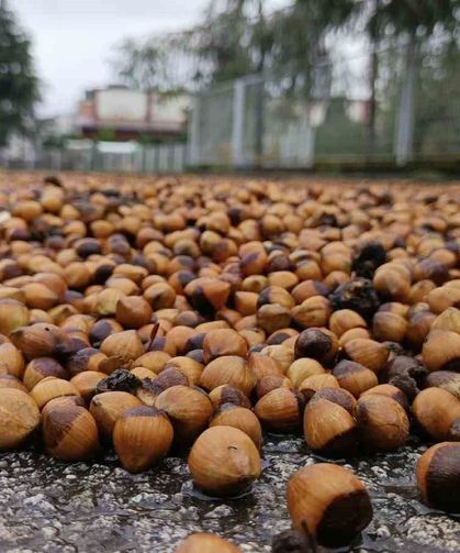 Ordu'da fındık üreticilerinin yağmur mesaisi