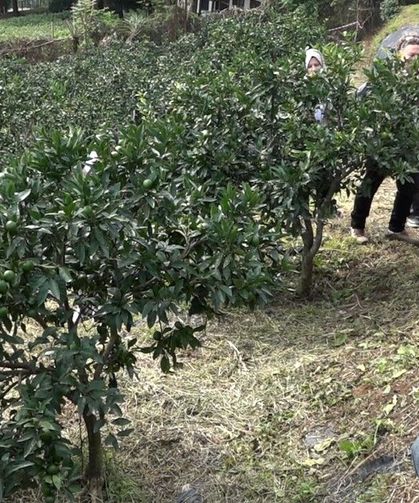 Rize gastronomisi sofradan sağlığa yeni bir hikâye yazıyor