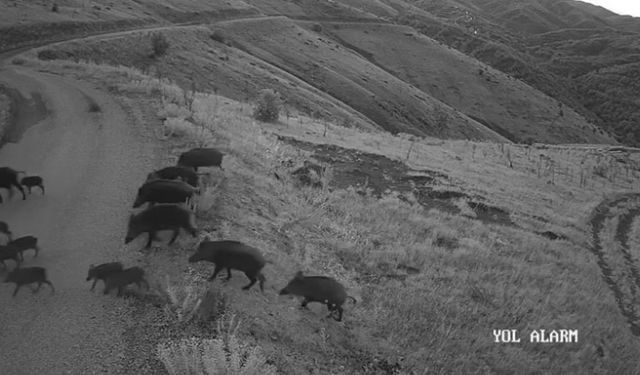 Elazığ’da yiyecek arayan domuz sürüsü kamerada