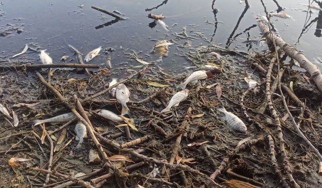 İzmir’in Gölcük Gölü’nde balık ölümleri