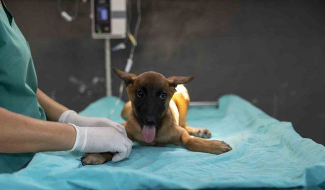 Mersin'de sahibi tarafından terk edilen köpek, bakımevindeki tedaviyle iyileşiyor