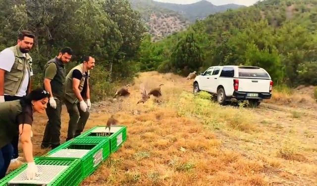 Sinop’ta 300 kınalı keklik doğaya salındı