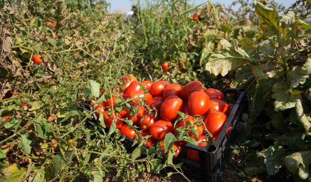 Sosyal medyada çağrı yaptı, tarlada kalan domatesi bedava dağıttı