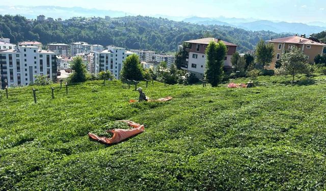 Rize’de çay üreticileri 3. sürgün hasadı için çay bahçelerine girmeye başladı