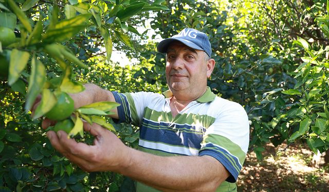 Erkenci mandalina hasadında çalışacak işçi bulamayan bahçe sahibi, 10 dönümlük bahçesinde hasada tek başına başladı