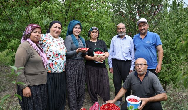 Toroslar'da yetişen şifalı kızılcık kirazının hasadı başladı