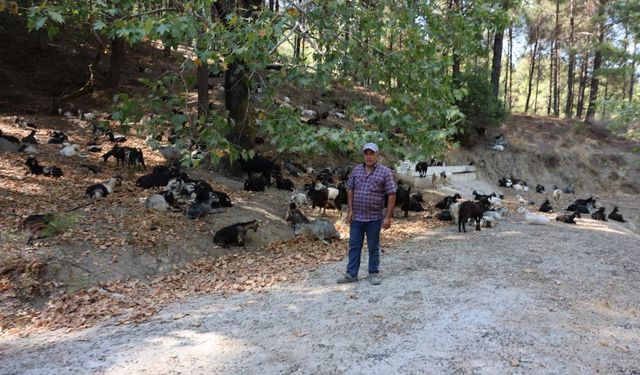 Keçilerin hareketlerini izleye izleye meteoroloji uzmanı oldu