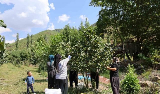 Karadeniz’den aldığı fındık fidesini Adana’da ekti, şimdi hasat ediyor