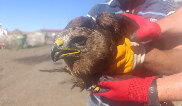 Ardahan’da yaralı bulunan kara çaylak tedaviye alındı