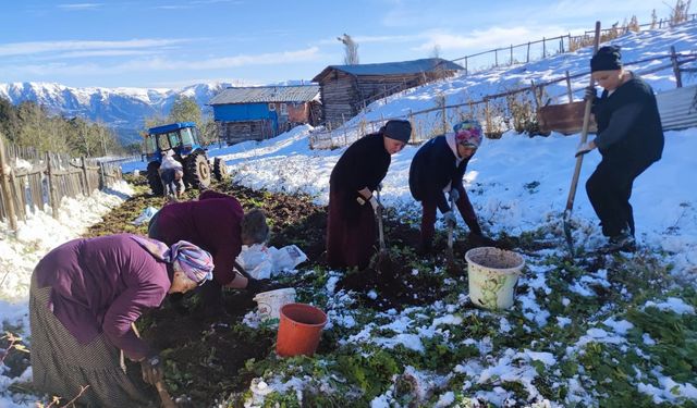 Artvin’e kış erken gelince patates hasadı kar altından yapıldı