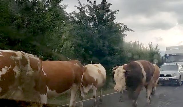 Valilikten karayollarına çıkan büyükbaş hayvan sahiplerine uyarı