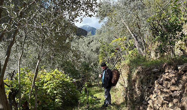 Artvin'de asırlık zeytin ağaçlarından hasat başladı