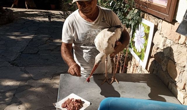 Bulgaristan’dan Kuşadası’na gelen yaralı leylek tedavi edilip, doğaya salındı