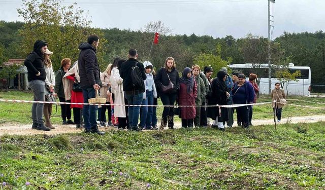 Mor yapraklı, kırmızı lifli safranı görmek için tarlalara akın ediyorlar