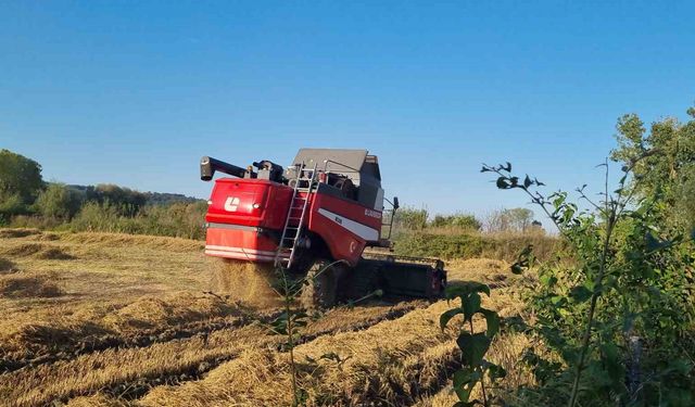 Sinop’ta çeltik hasadı