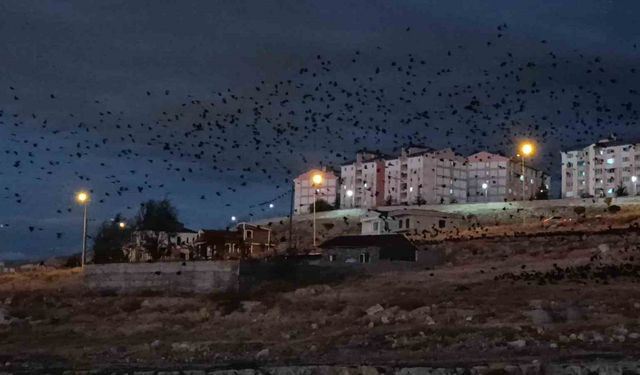 Van’da binlerce karga gökyüzünü kapladı