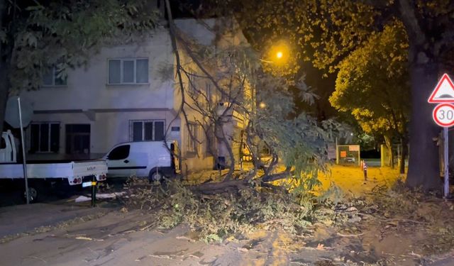 Bursa'da şiddetli rüzgar ağacı devirdi, yol kapandı