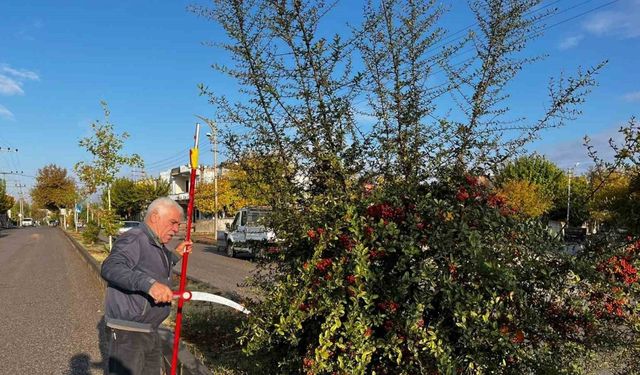 Adıyaman Belediyesinden kapsamlı ağaç budaması