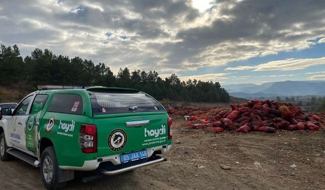 Amasya’da çevreye soğan dökenlere jandarmadan işlem