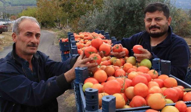 Bu sezon üreticisinin yüzü güldü: Kış mevsiminde açıkta domates hasadı sürüyor