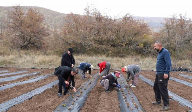 Çilek yetiştiriciliği projesiyle 20 dönüm alana 100 bin fide dikildi