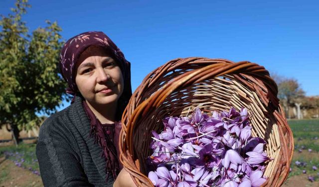 Kadın girişimcinin safran üretimi bölgeye örnek oldu: 300 bin liralık ürün gramla satılıyor