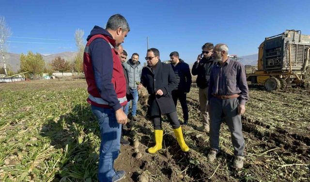 Muradiye’de şeker pancarı hasadı başladı